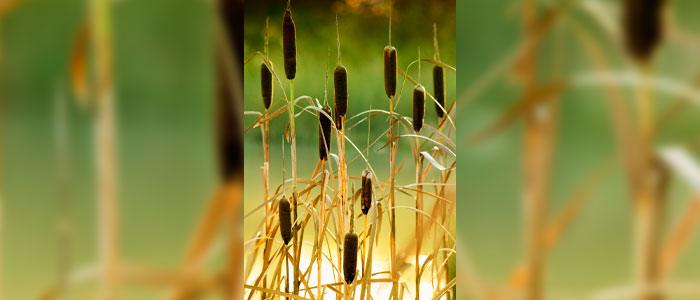 Vivero de Plantas acuáticas